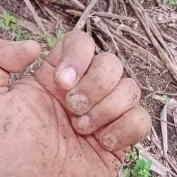 dirty hands for growing a garden, life and career